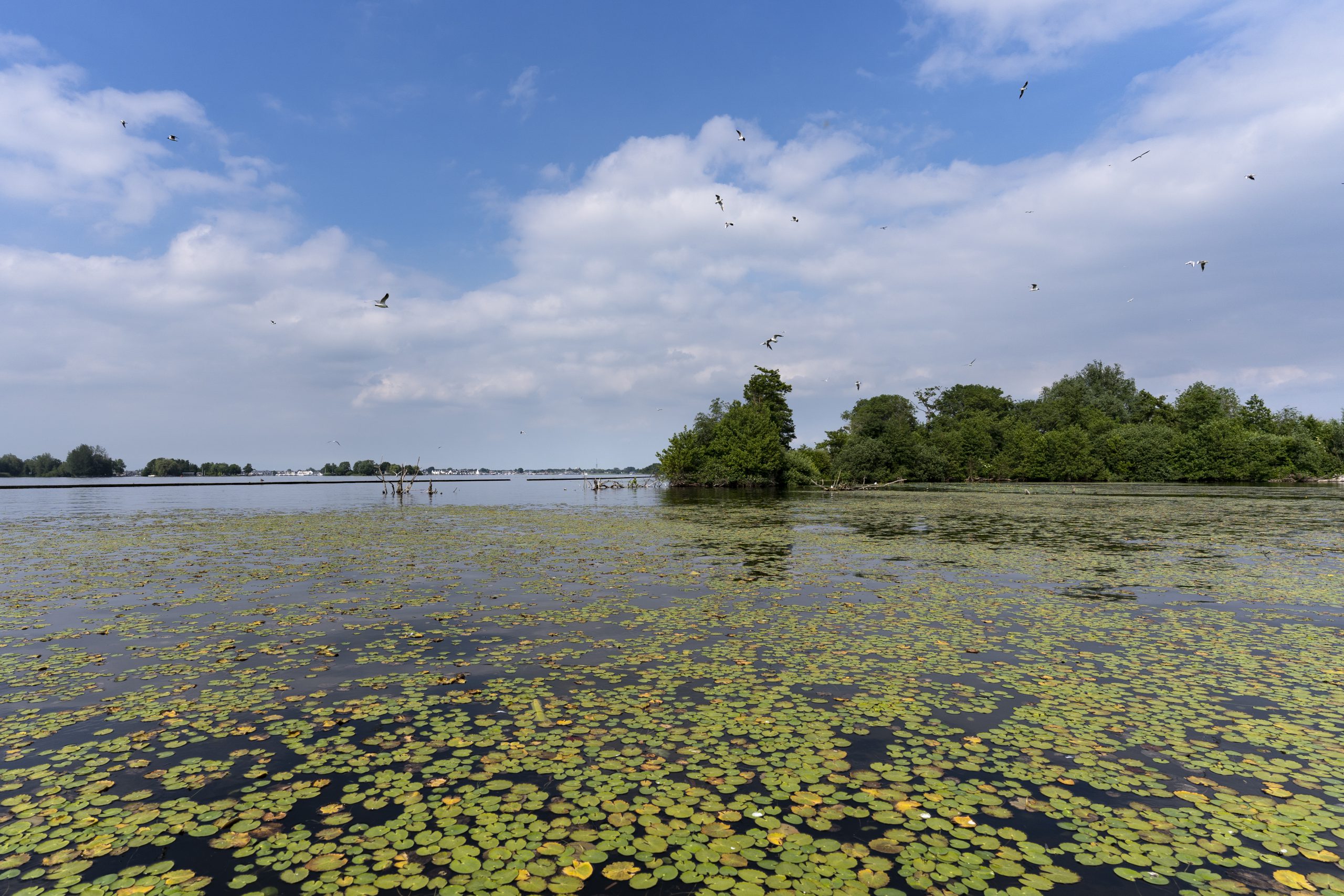 Loosdrechtse Plassen