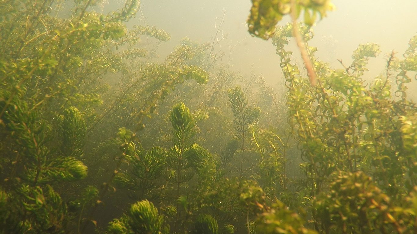 waterplanten