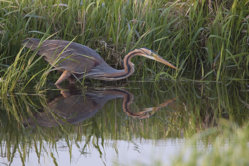 Purperreiger