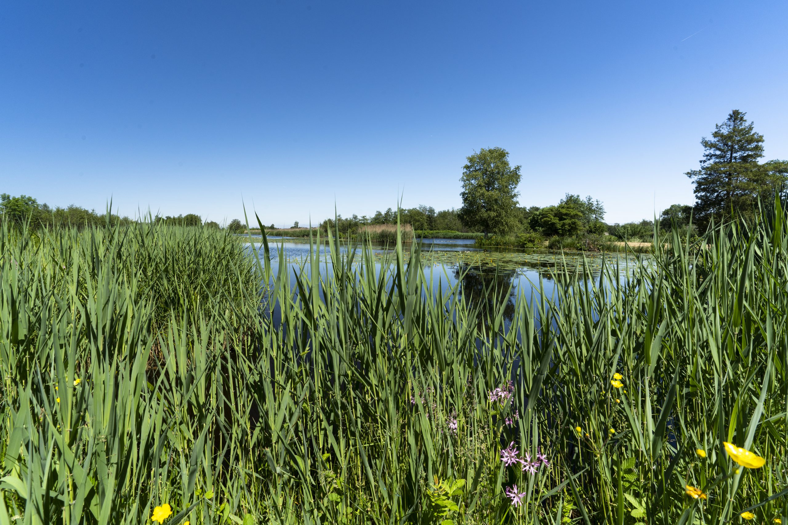 Molenpolder