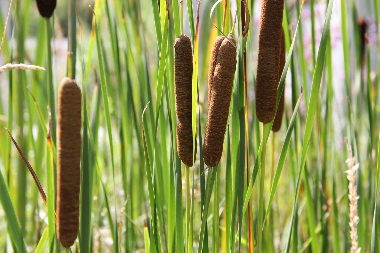 Lisdodde, natte landbouw, veenweidegebied