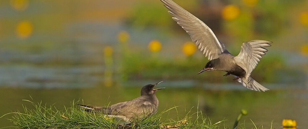 Broedende zwarte sterns in Kortenhoefse Plassen