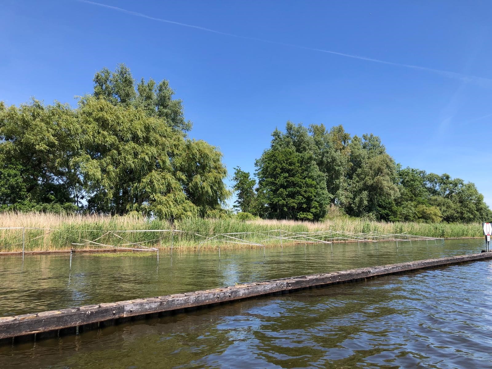 Maatregelen voor moerasvogels