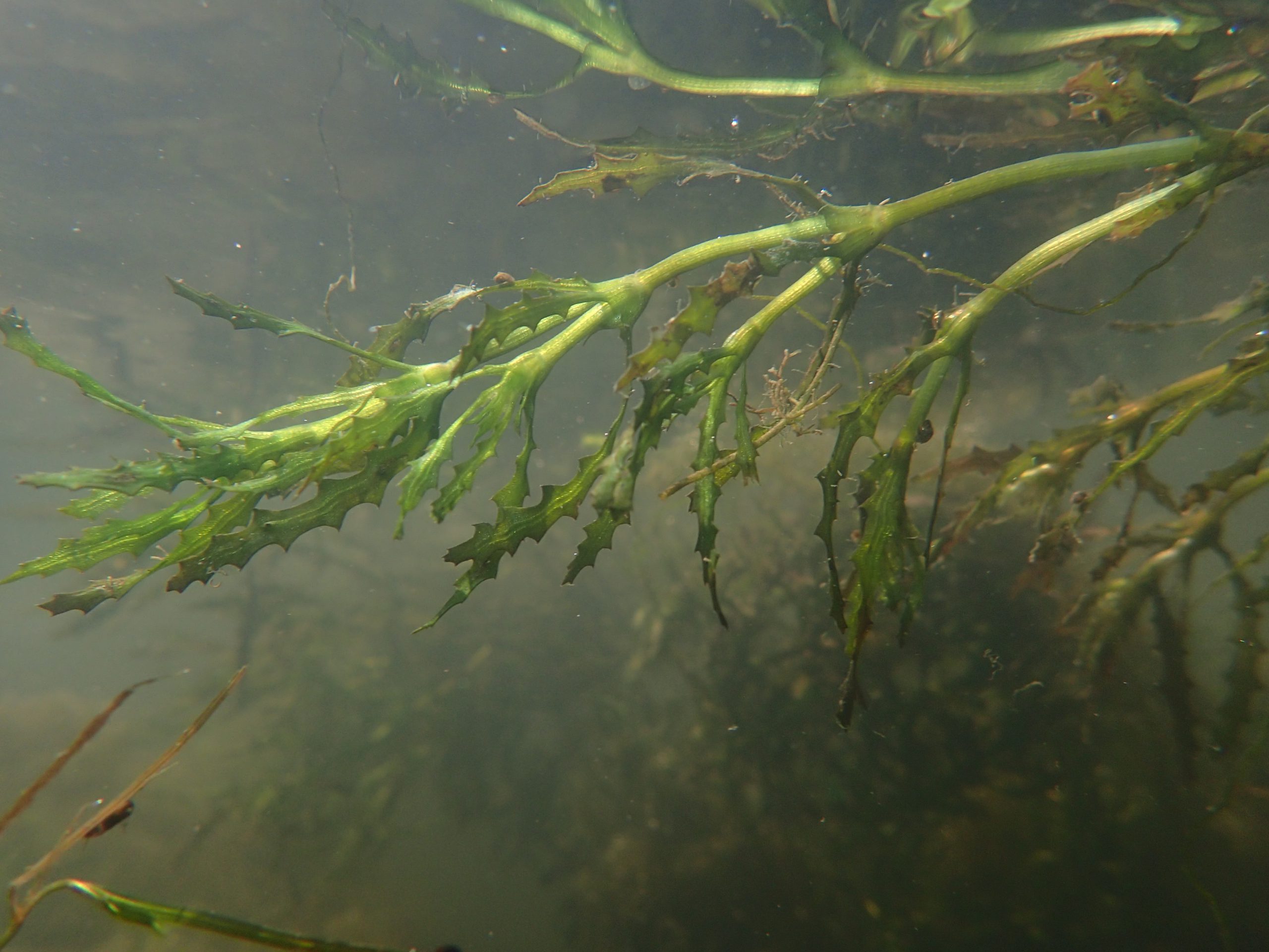 Meer onderwaterplanten voor schoner Vechtwater