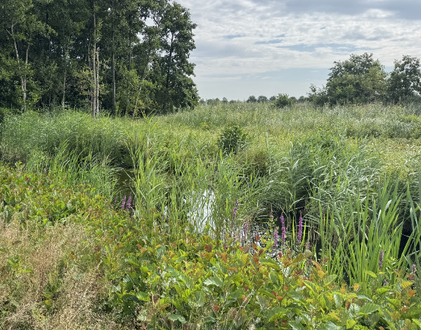 Meer bloemen in natuurverbindingen bij volkstuinencomplex Vuntus