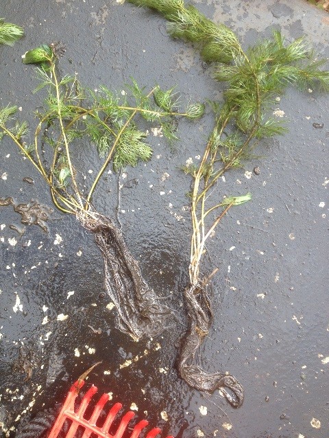 1,3 miljoen euro voor beheer waterplanten Loosdrechtse Plassen