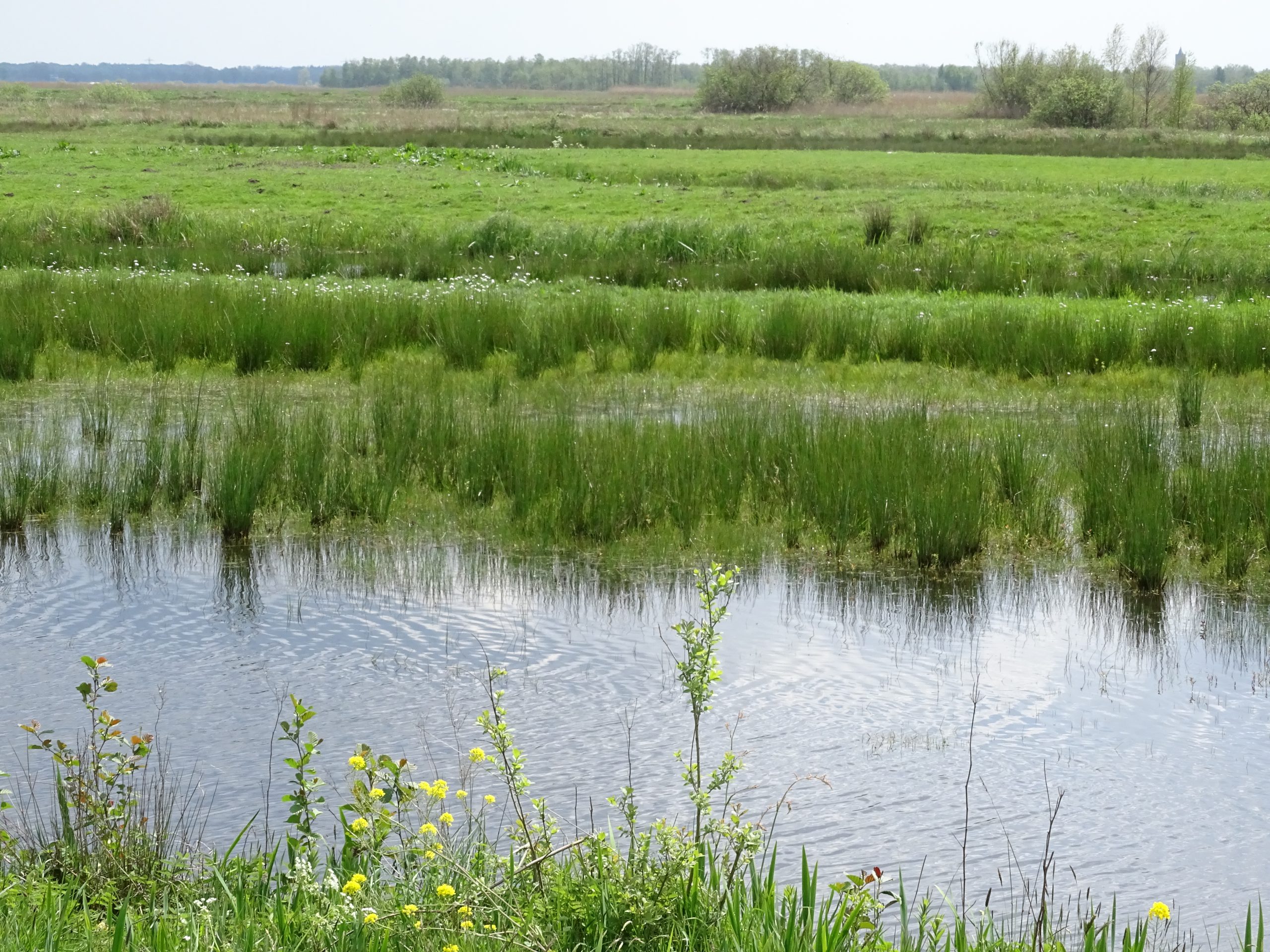 Provincie zet stappen in natuurrealisatie  Oostelijke Vechtplassen