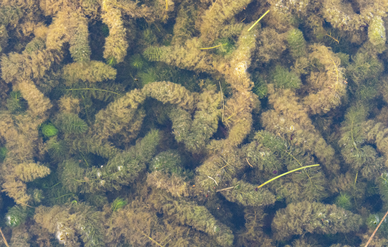 1.11 Beheer waterplanten