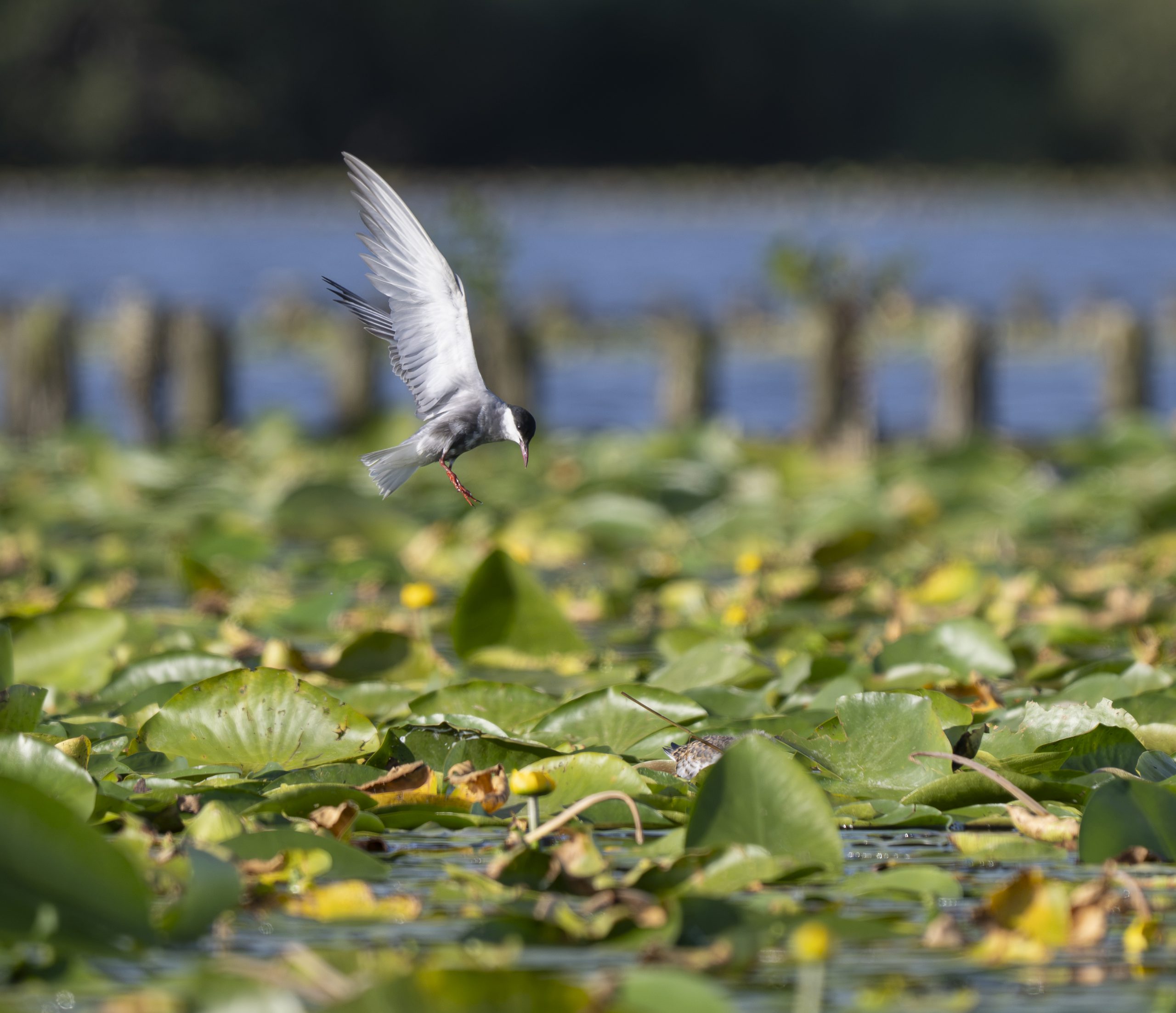 Hollands-Ankeveen broedplaats voor zeldzame witwangstern